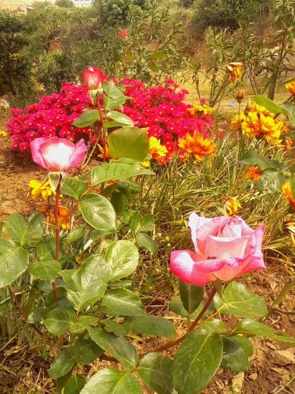 Farm Stay Gli Oleandri Loiri Porto San Paolo Eksteriør bilde