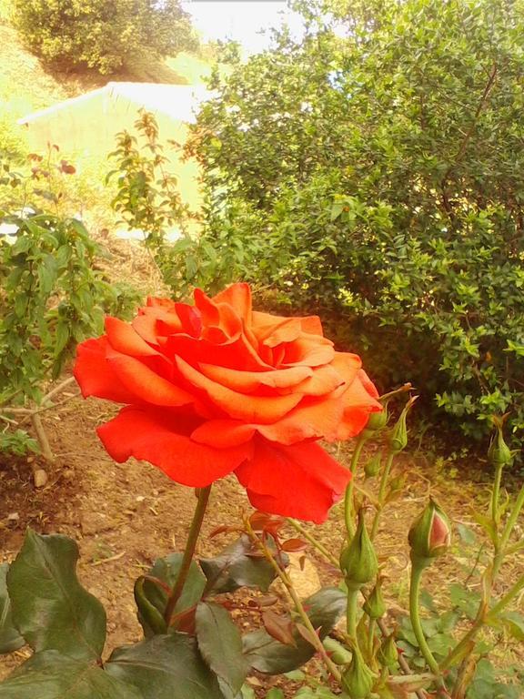 Farm Stay Gli Oleandri Loiri Porto San Paolo Eksteriør bilde