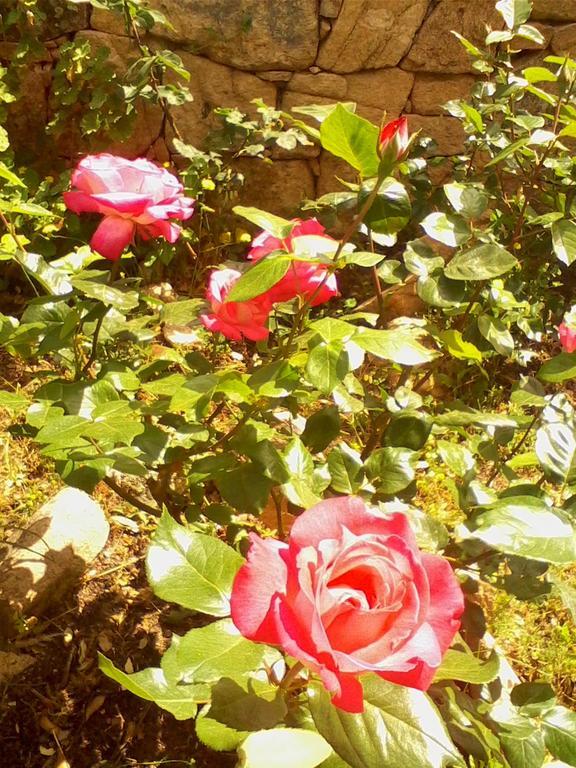 Farm Stay Gli Oleandri Loiri Porto San Paolo Eksteriør bilde