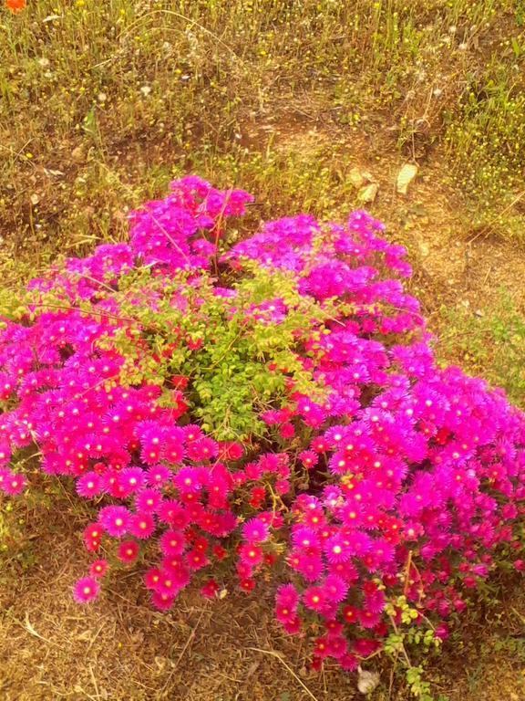Farm Stay Gli Oleandri Loiri Porto San Paolo Eksteriør bilde